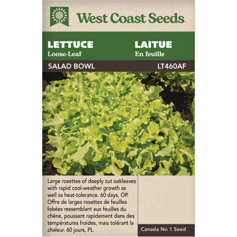 Salad Bowl - Green Loose-leaf Lettuce Vegetables Seeds - West Coast Seeds