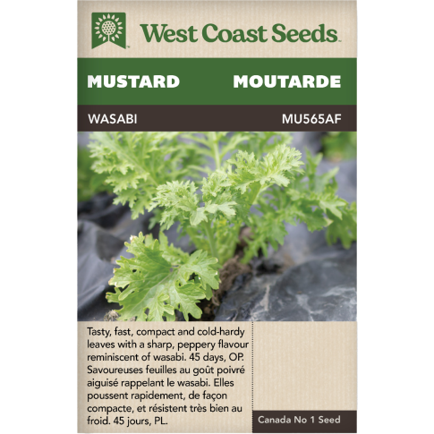 Wasabi Mustard Verts Moutarde Légumes Graines - West Coast Seeds