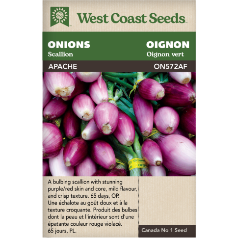 Apache Échaillis Oignons Légumes Graines - West Coast Seeds