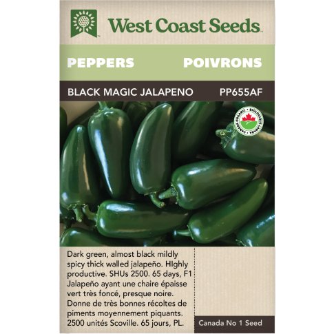 Black Magic Jalapeno F1 Certified Organic Hot Peppers Vegetables Seeds - West Coast Seeds