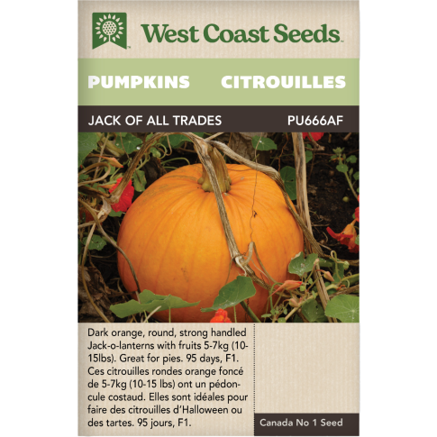 Jack of All Trades Citrouilles Légumes Graines - West Coast Seeds