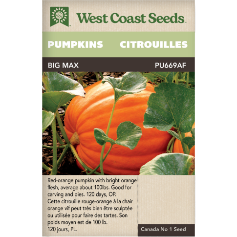 Big Max Pumpkins Vegetables Seeds - West Coast Seeds