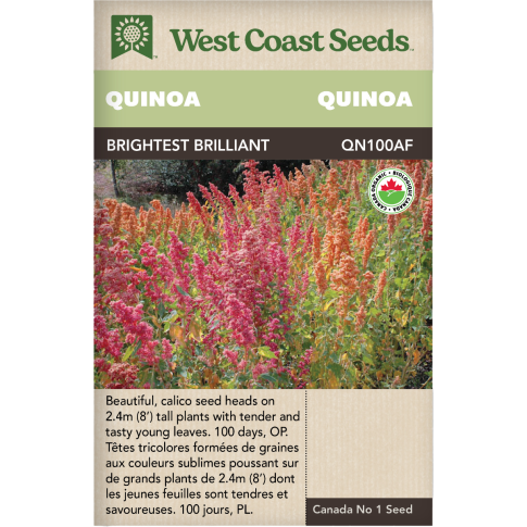 Brightest Brilliant Certified Organic Quinoa Vegetables Seeds - West Coast Seeds