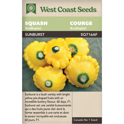 Sunburst F1 Scallopini Squash Vegetables Seeds - West Coast Seeds