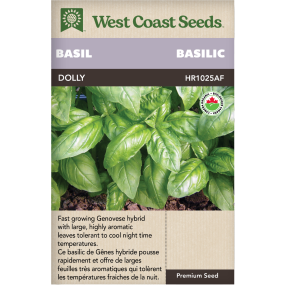 Dolly Certified Organic Genovese Basil Herbs Seeds - West Coast Seeds