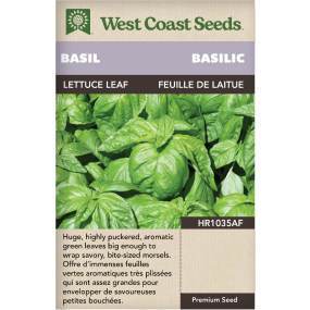 Lettuce Leaf Genovese Basil Herbs Seeds - West Coast Seeds